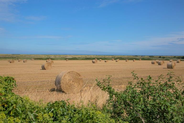 Out of Focus in Titchwell near Kings Lynn, Norfolk Pet Friendly